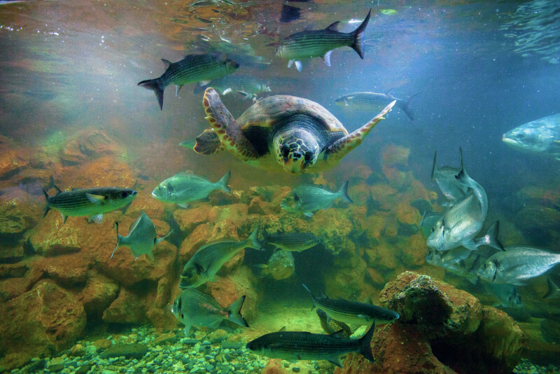 Acquario dell'Isola d'Elba fauna marina